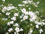 Starry Night ™ rose photo