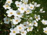 Starry Night ™ rose photo