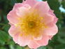 Fair Molly rose photo