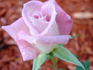 Jennifer rose photo