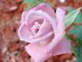Jennifer rose photo