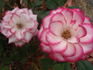 Jacquie Williams rose photo