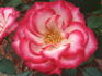 Jacquie Williams rose photo