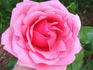 Country Doctor rose photo