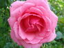 Country Doctor rose photo