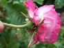 Belle Herminie rose photo