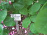 Belle Herminie rose photo
