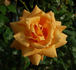 Westfalenpark ® rose photo