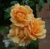 Westfalenpark ® rose photo