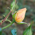 Westfalenpark ® rose photo