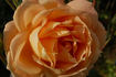 Westfalenpark ® rose photo