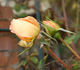 Westfalenpark ® rose photo