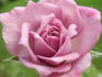 Ernie rose photo