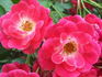 Fuchsia Meidiland ™ rose photo