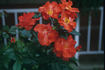 Michael Leek rose photo
