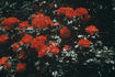 Michael Leek rose photo