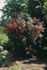 Jim Lounsbery rose photo