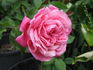 Général Tartas rose photo