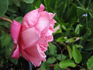 Général Tartas rose photo