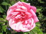 Général Tartas rose photo