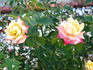 Hurricane rose photo