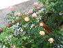 Hurricane rose photo
