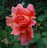 Anne Marie Trechslin ® rose photo