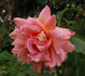 Anne Marie Trechslin ® rose photo