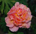 Anne Marie Trechslin ® rose photo
