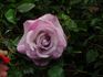 Pink Crystal rose photo