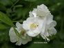 Bonnie Prince rose photo