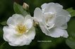 Bonnie Prince rose photo