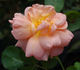 Aurora rose photo