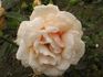 Mrs. Beatty rose photo