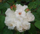 Celina Dubos rose photo