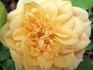 Gingerbread Man rose photo