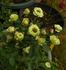 Green Diamond rose photo