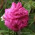 Brennus rose photo