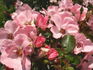 First Light rose photo