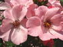 First Light rose photo