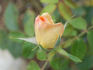 Drei Gleichen rose photo