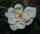 Drei Gleichen rose photo