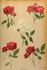 Jupiter rose photo