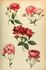 Terpsichore rose photo