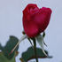 Général Tartas rose photo