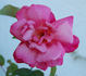 Général Tartas rose photo