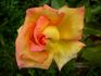 Magdeburg rose photo