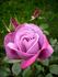Baltik rose photo