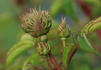 Crested Damask rose photo