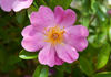 92-06-02 rose photo